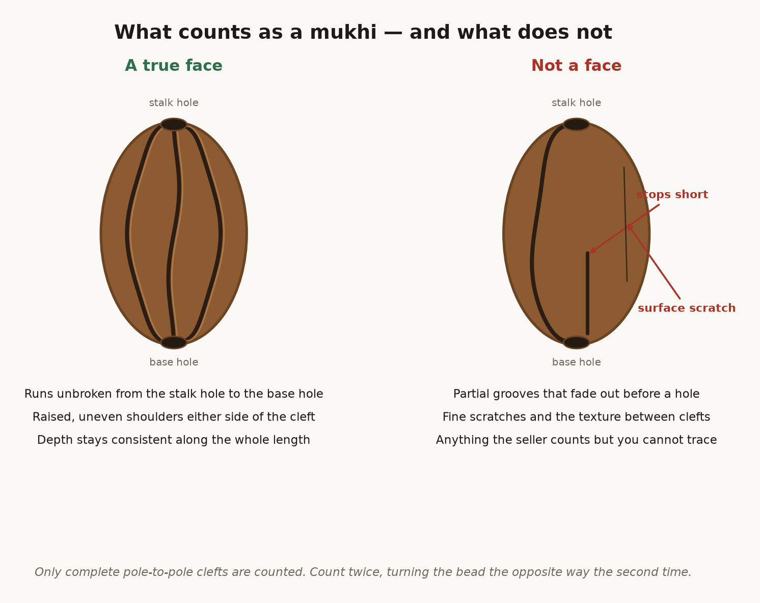 Diagram comparing a full pole-to-pole Rudraksha mukhi cleft with a partial groove and a surface scratch that do not count as faces.