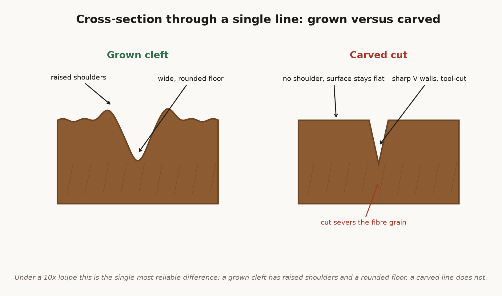 Cross-section diagram of a naturally grown Rudraksha cleft with raised shoulders beside a carved line with sharp flat walls.