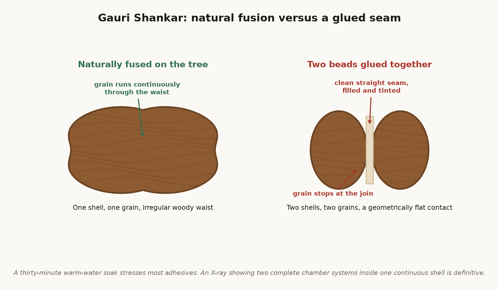 Diagram comparing a naturally fused Gauri Shankar Rudraksha with two beads joined by an adhesive seam.