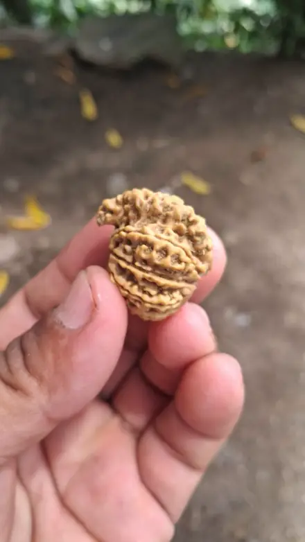 Nepali rudraksha bead, photograph 1
