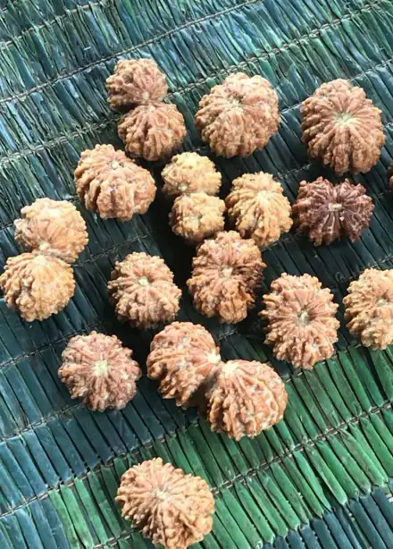 Nepali rudraksha bead, photograph 2