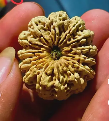 Nepali rudraksha bead, photograph 7