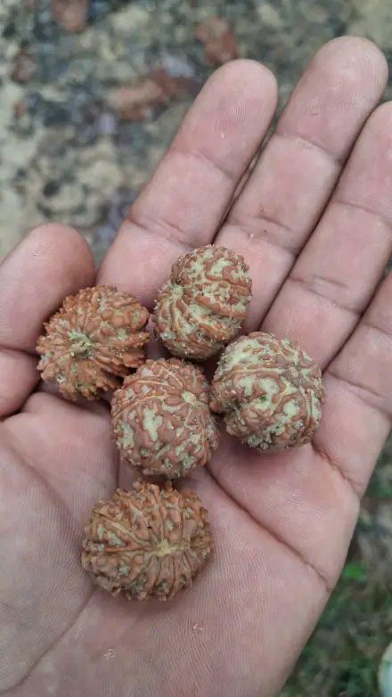 Nepali rudraksha bead, photograph 8