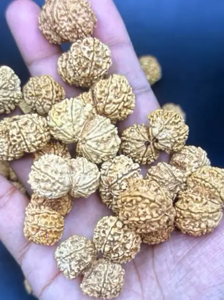 Nepali rudraksha bead, photograph 10