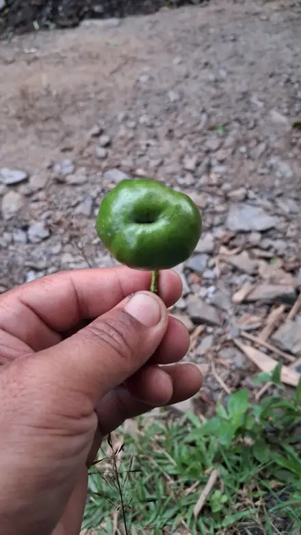 Nepali rudraksha bead, photograph 11