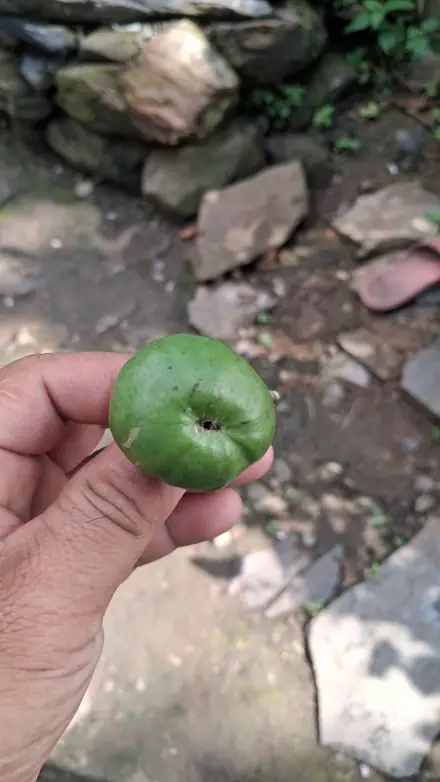 Nepali rudraksha bead, photograph 12