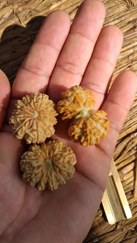 Nepali rudraksha bead, photograph 13