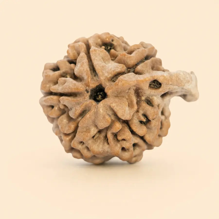 Ganesh Rudraksha
