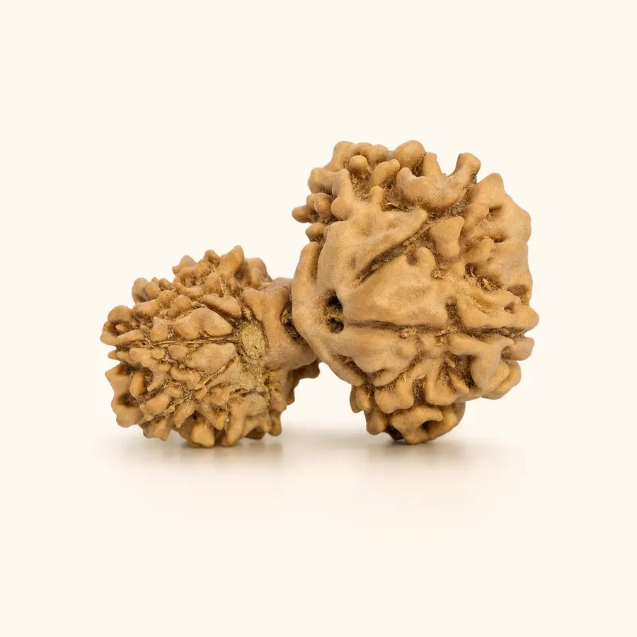 Garbha Gauri Rudraksha