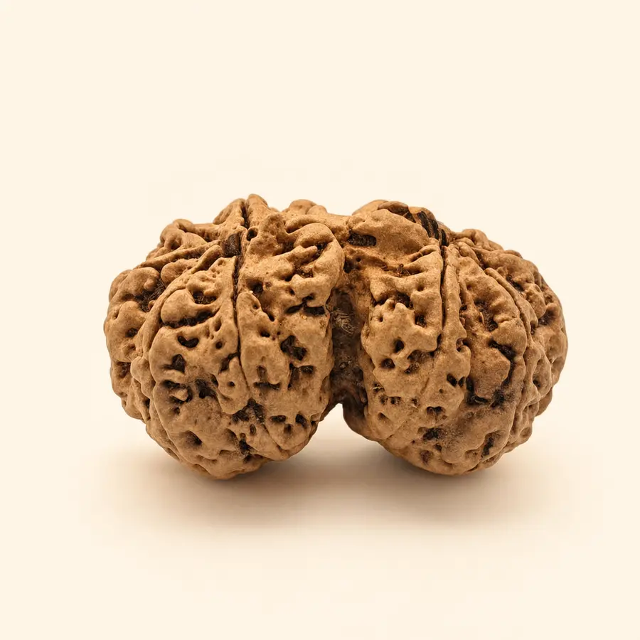 Gauri Shankar Rudraksha