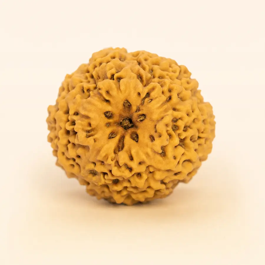 Nirakar Rudraksha