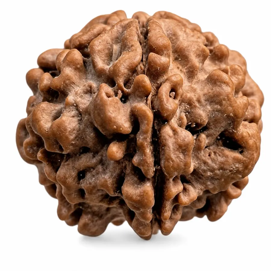 One Mukhi Rudraksha