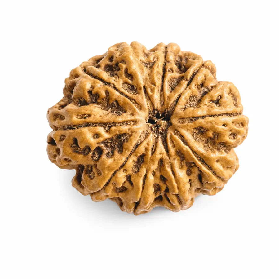 Ten Mukhi Rudraksha