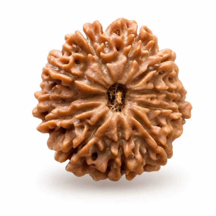 Eleven Mukhi Rudraksha
