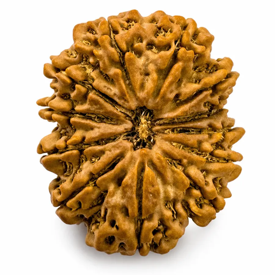 Twelve Mukhi Rudraksha