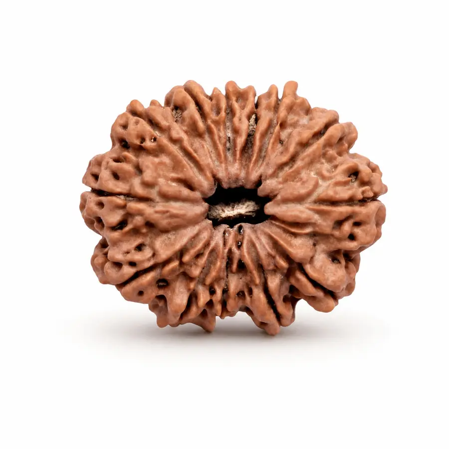 Thirteen Mukhi Rudraksha