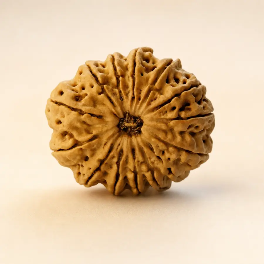 Fourteen Mukhi Rudraksha