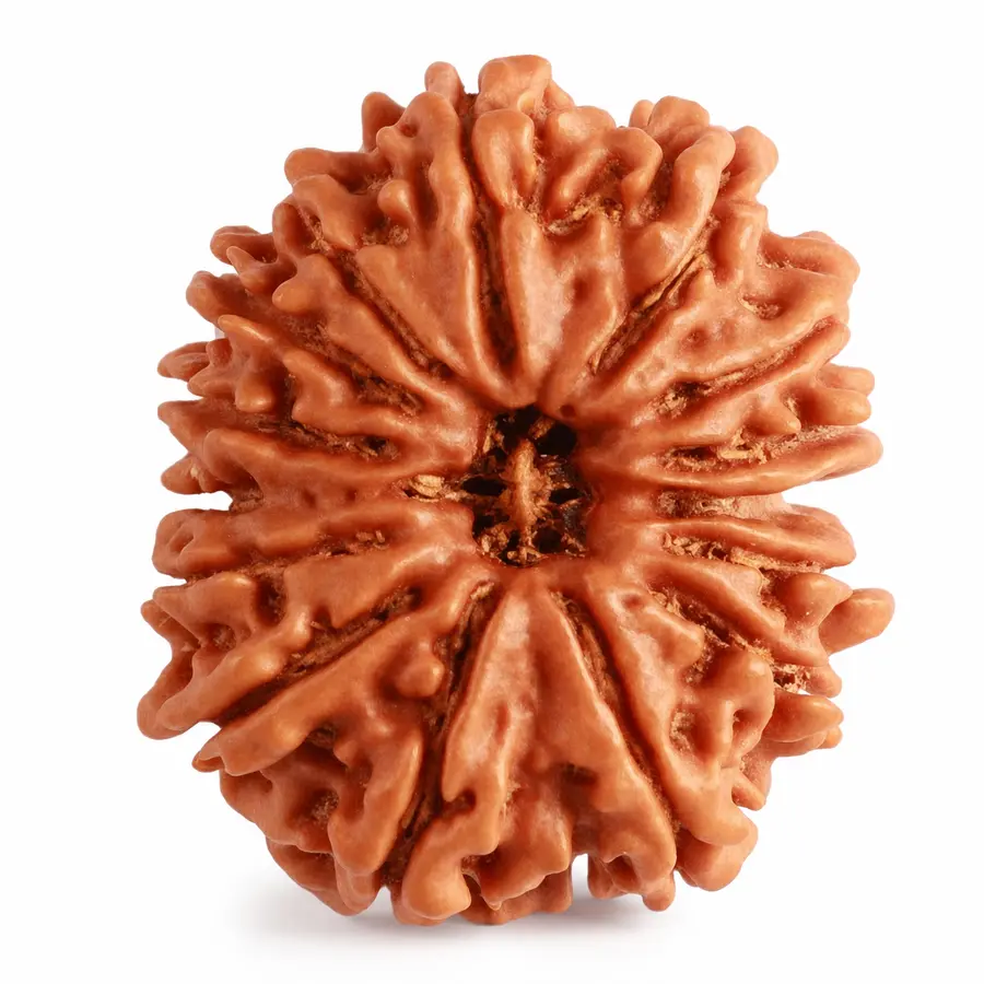 Fifteen Mukhi Rudraksha