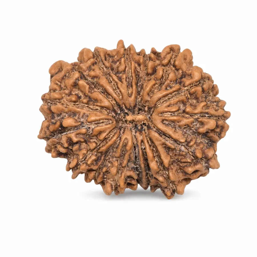 Sixteen Mukhi Rudraksha