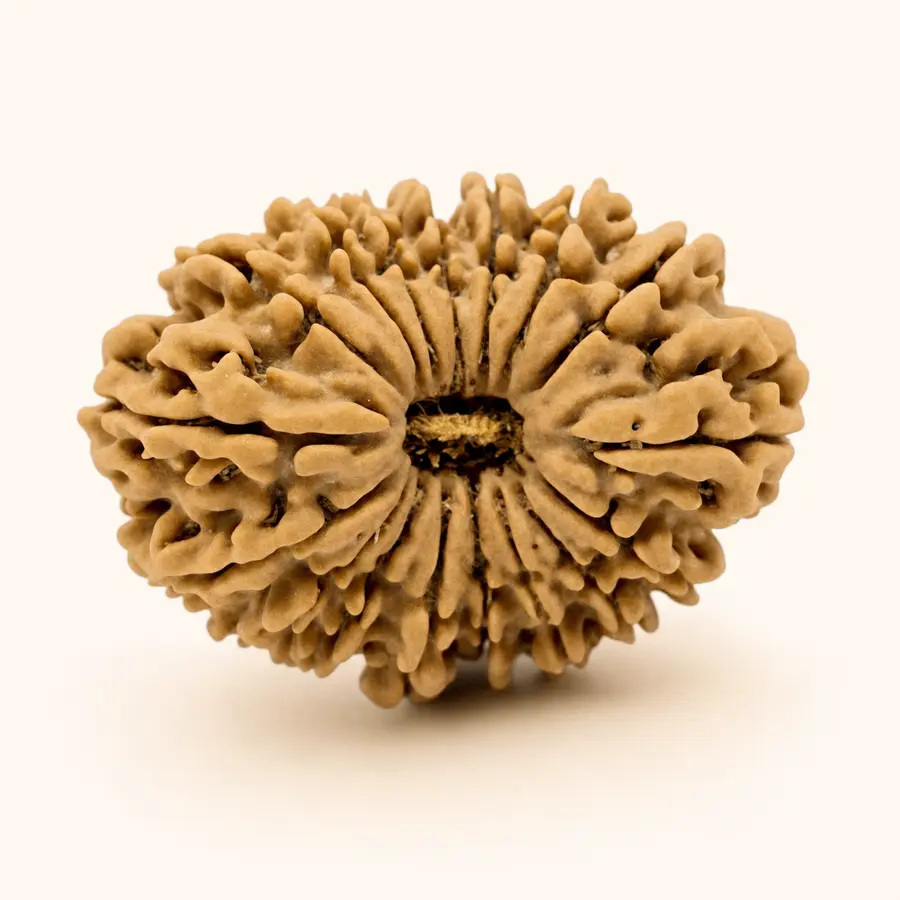 Seventeen Mukhi Rudraksha