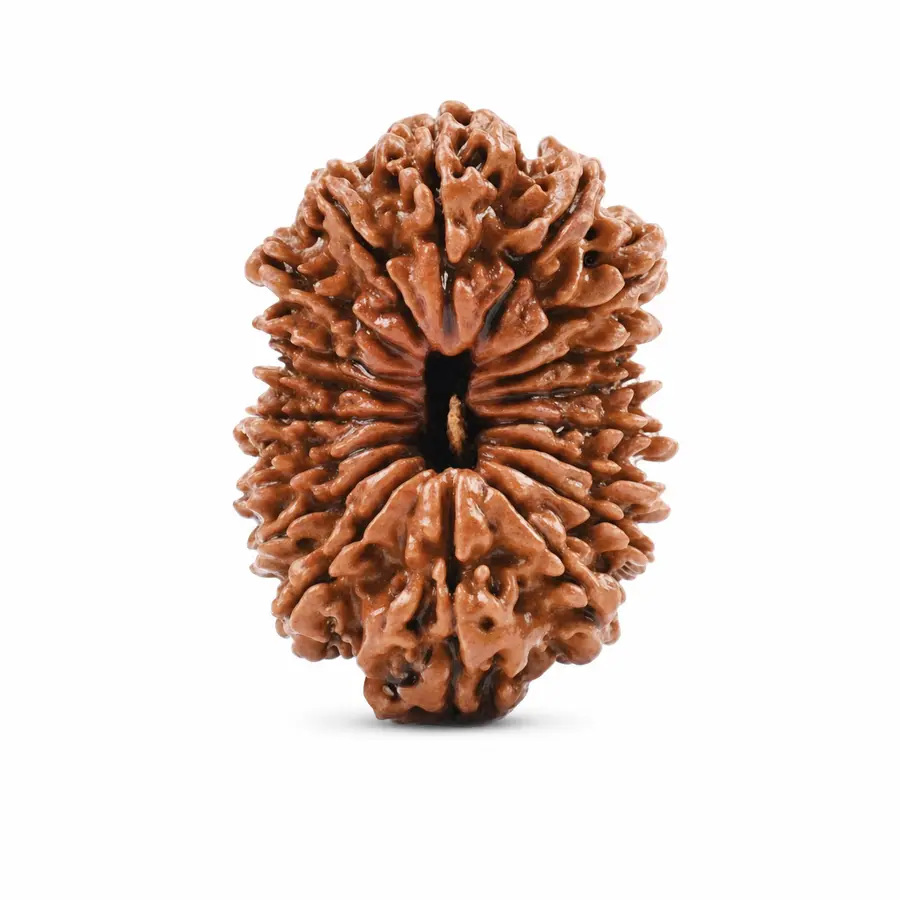 Eighteen Mukhi Rudraksha