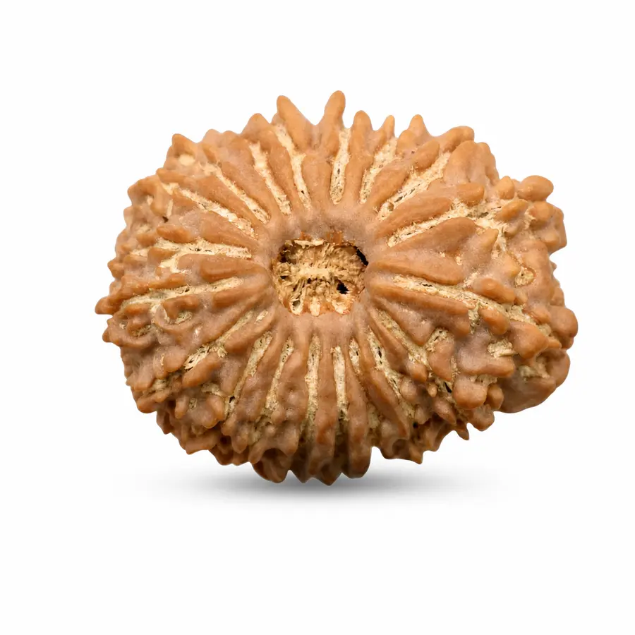 Nineteen Mukhi Rudraksha