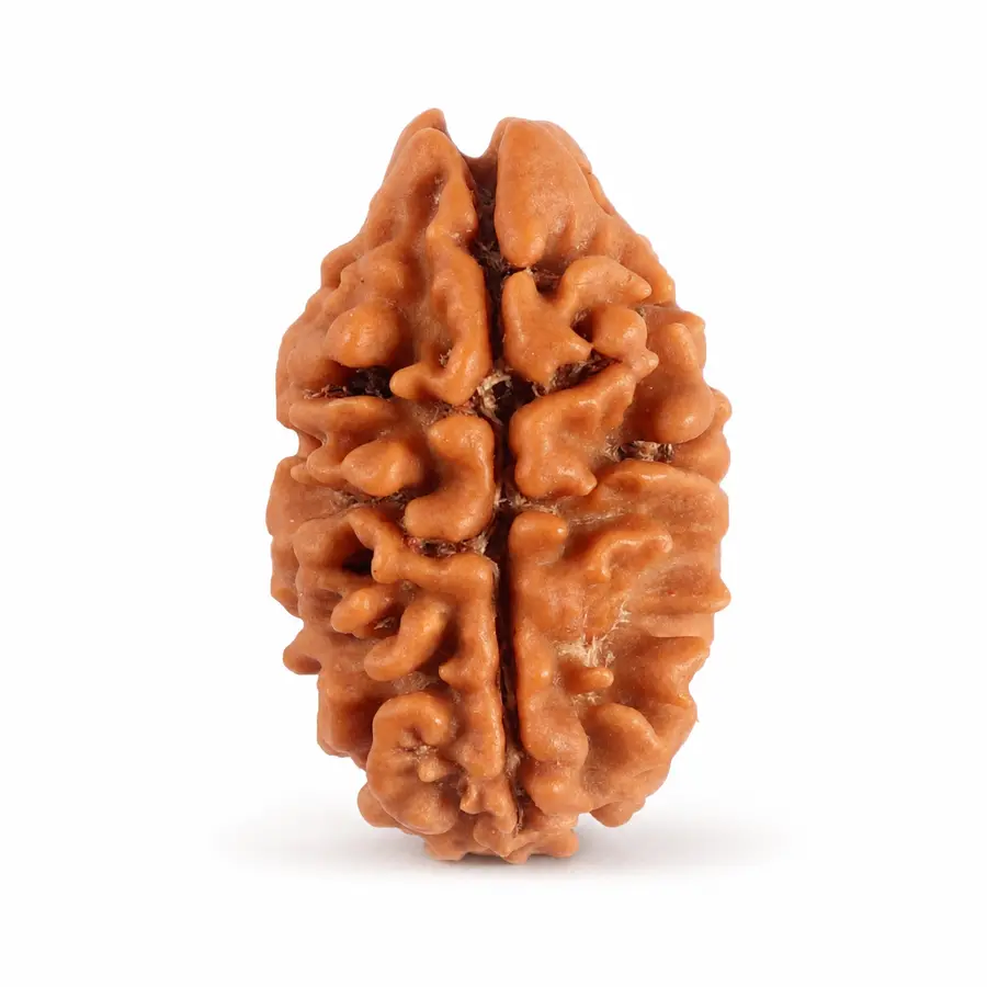 Two Mukhi Rudraksha