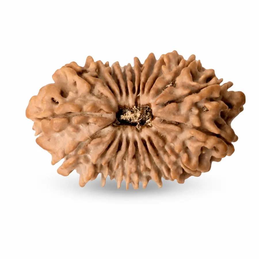 Twenty Mukhi Rudraksha