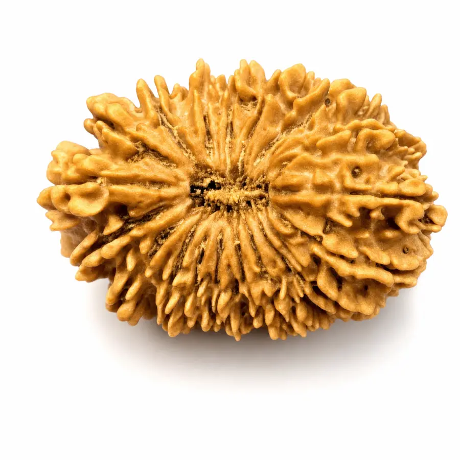 Twenty-One Mukhi Rudraksha