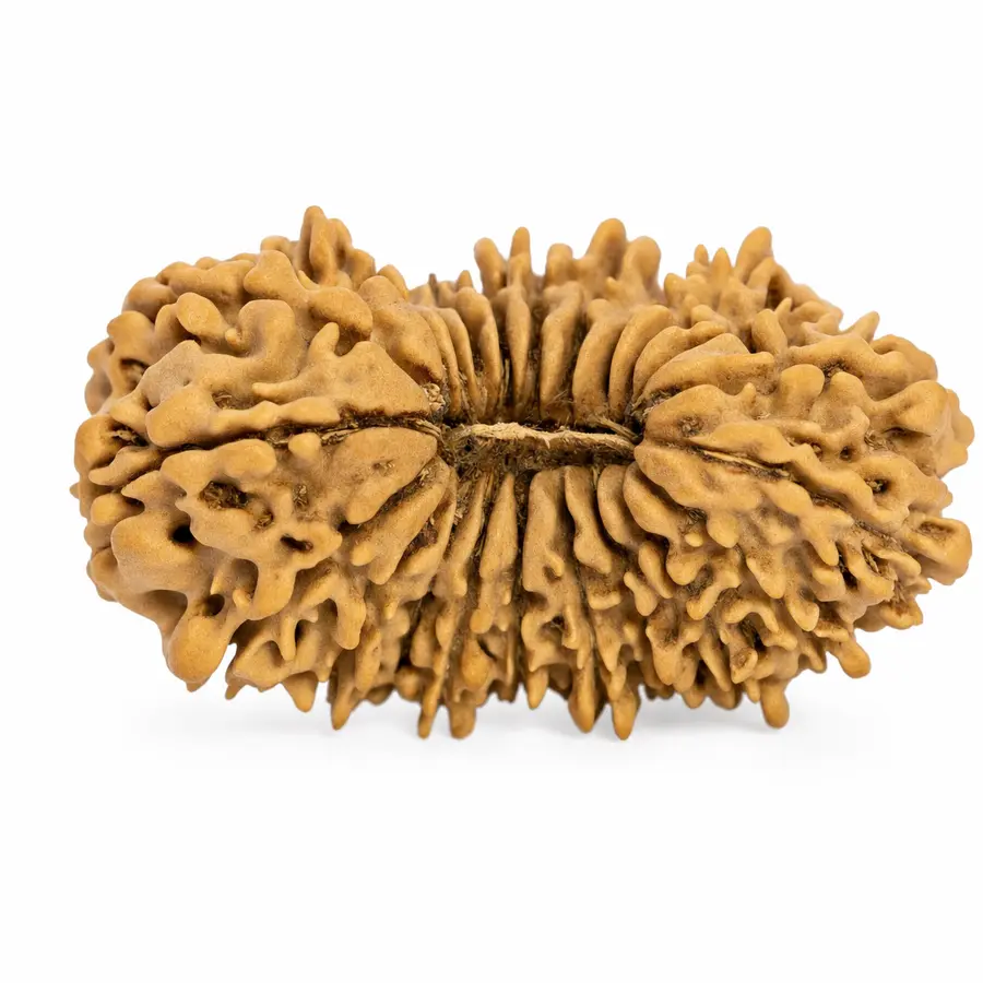 Twenty-Two Mukhi Rudraksha
