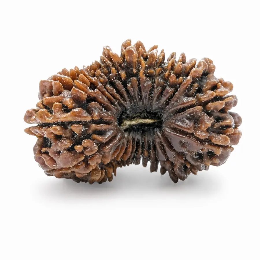 Twenty-Three Mukhi Rudraksha