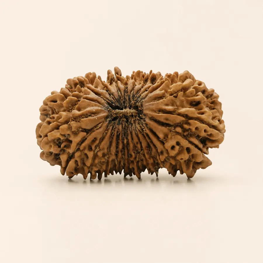Twenty-Four Mukhi Rudraksha