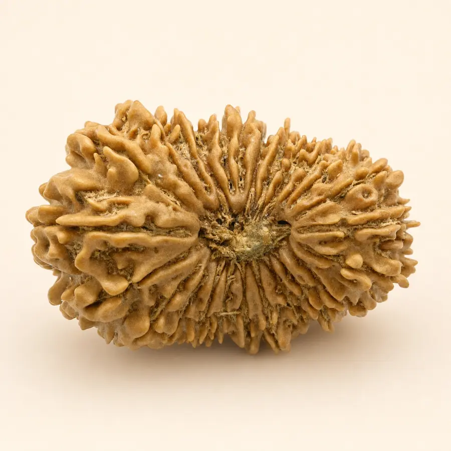 Twenty-Five Mukhi Rudraksha
