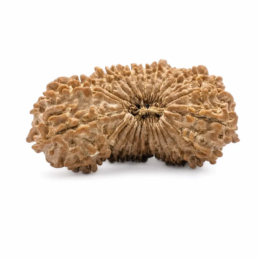 Twenty-Six Mukhi Rudraksha