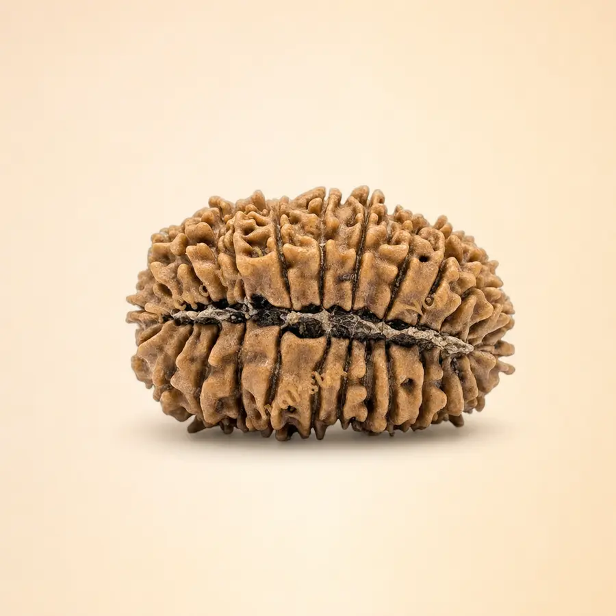 Twenty-Seven Mukhi Rudraksha