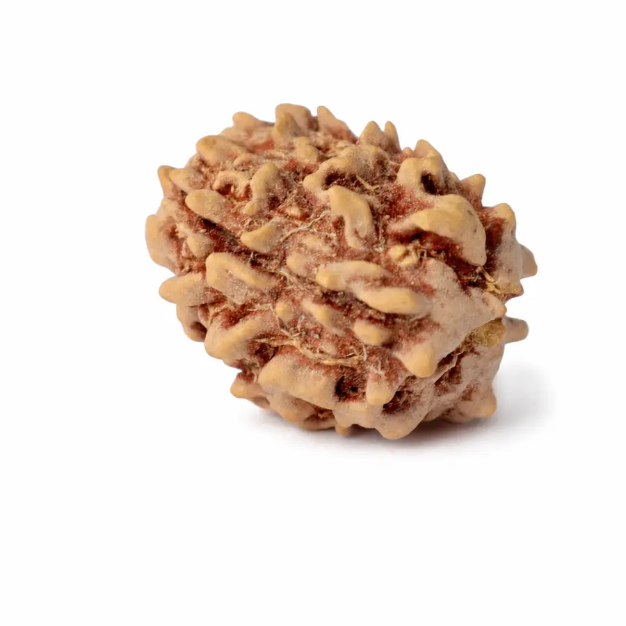 Three Mukhi Rudraksha