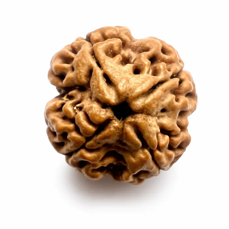 Four Mukhi Rudraksha