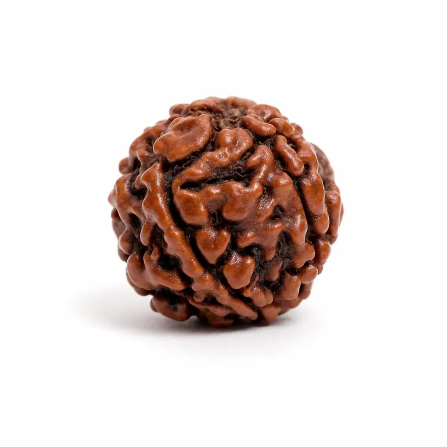 Five Mukhi Rudraksha