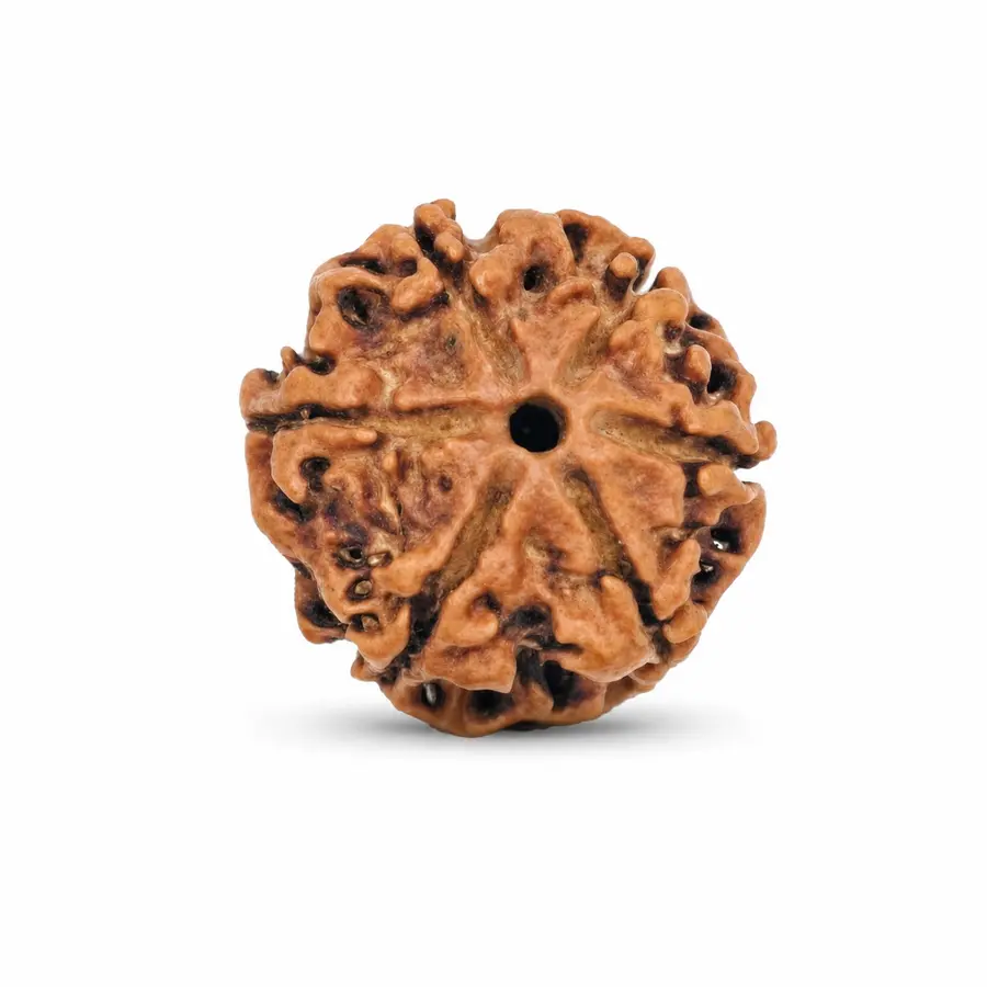 Six Mukhi Rudraksha