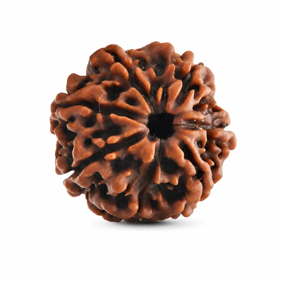 Seven Mukhi Rudraksha