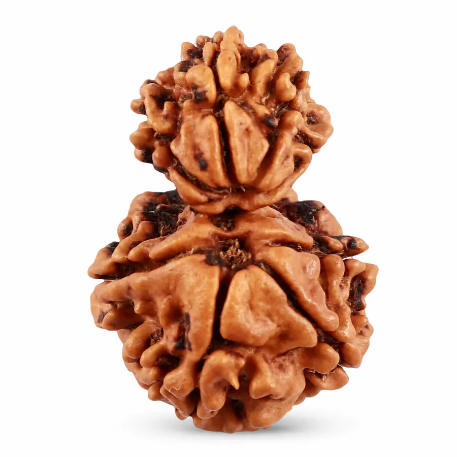 Eight Mukhi Rudraksha