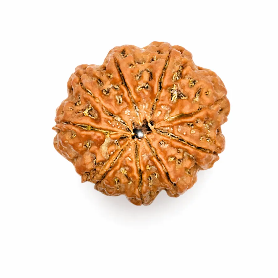 Nine Mukhi Rudraksha