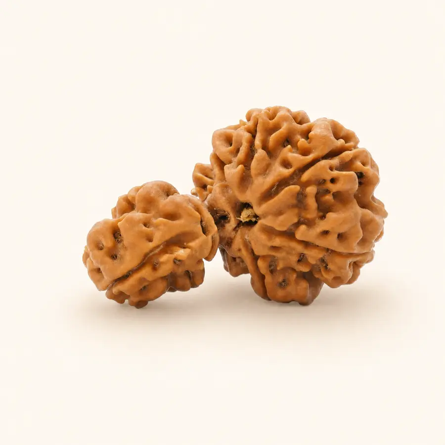 Savar One Mukhi Rudraksha