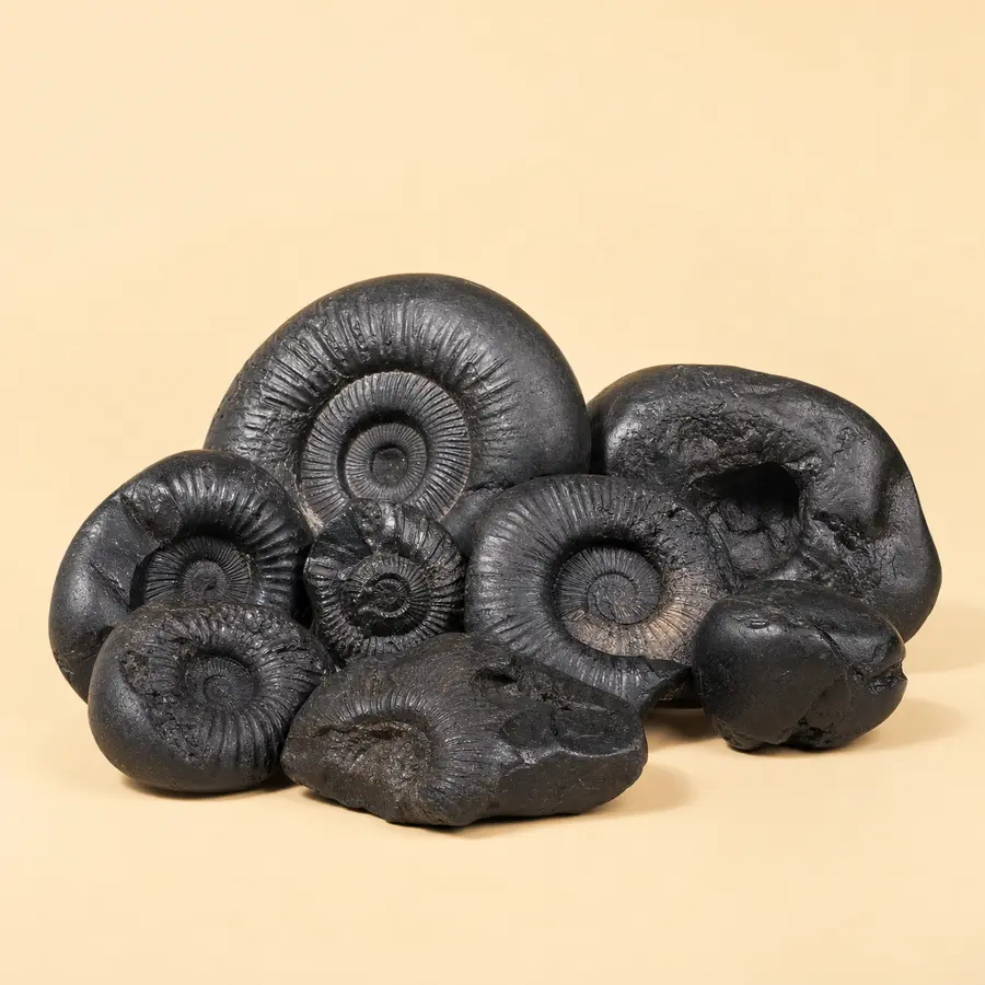 Most Worshipped Shaligrams — authentic Nepali Rudraksha from Kathmandu
