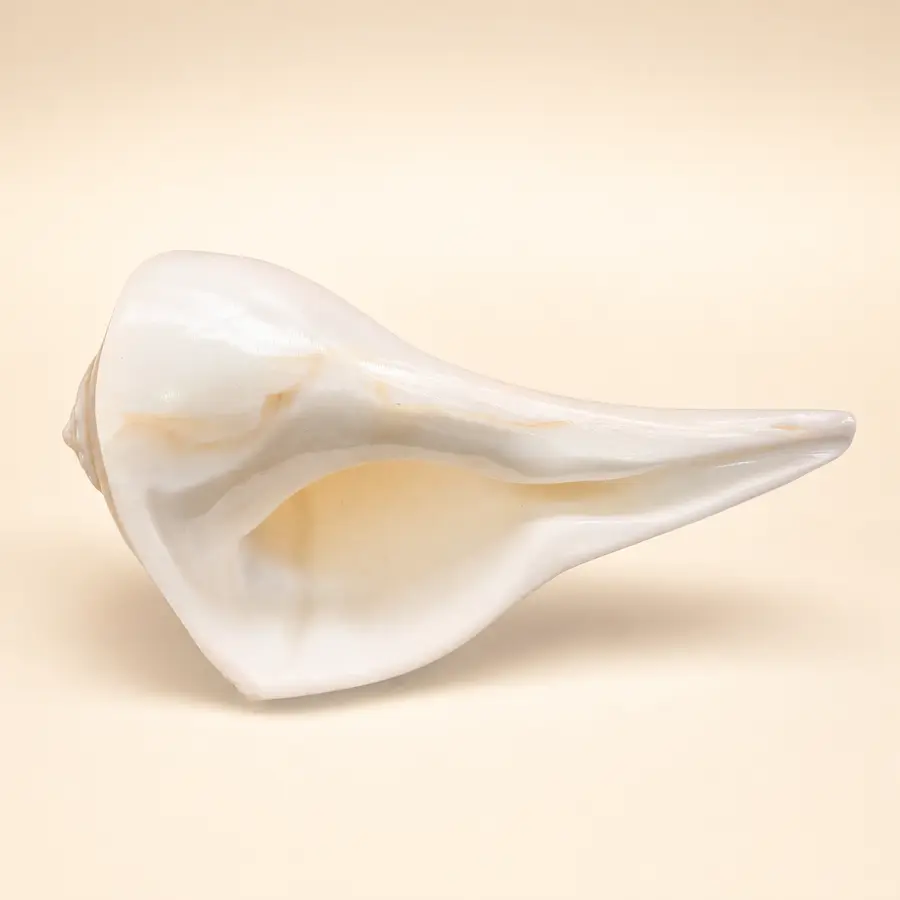Dakshina Varti Shankha
