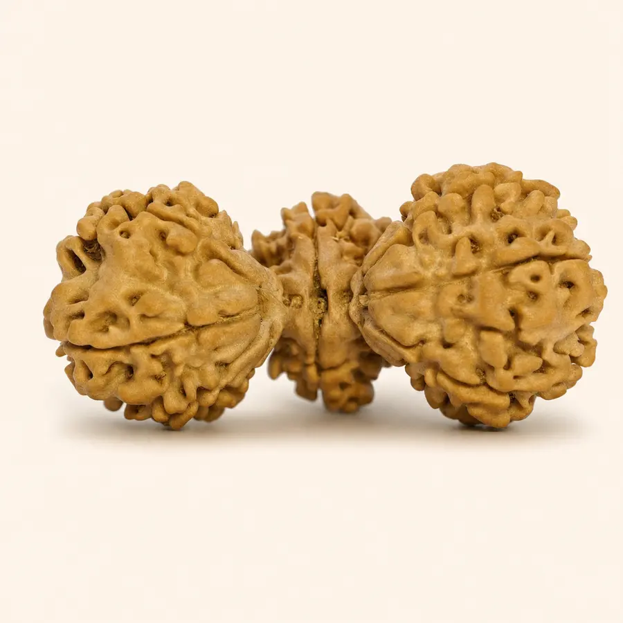 Trijuti Rudraksha